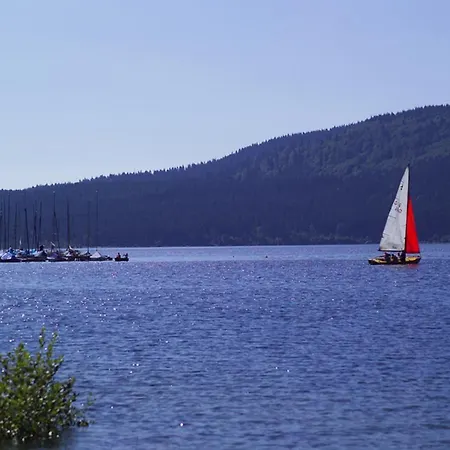 Auerhahn Schluchsee